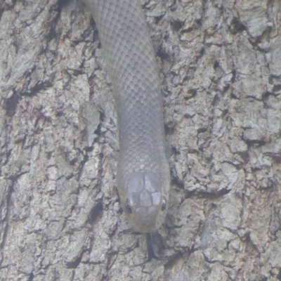 Pseudonaja textilis (Eastern Brown Snake) at Jerrabomberra Wetlands - 20 Dec 2017 by Christine