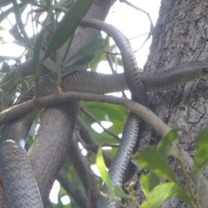 Pseudonaja textilis at Fyshwick, ACT - 21 Dec 2017