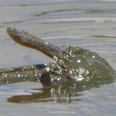 Chelodina longicollis (Eastern Long-necked Turtle) at Jerrabomberra Wetlands - 21 Dec 2017 by Christine