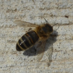 Apis mellifera (European honey bee) at Fyshwick, ACT - 20 Dec 2017 by Christine
