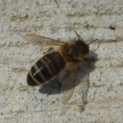 Apis mellifera (European honey bee) at Fyshwick, ACT - 21 Dec 2017 by Christine