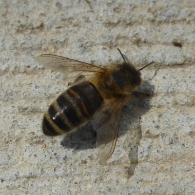 Apis mellifera (European honey bee) at Fyshwick, ACT - 21 Dec 2017 by Christine