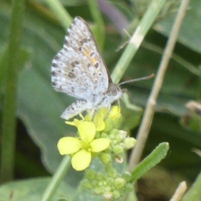 Lucia limbaria (Chequered Copper) at Fyshwick, ACT - 20 Dec 2017 by Christine