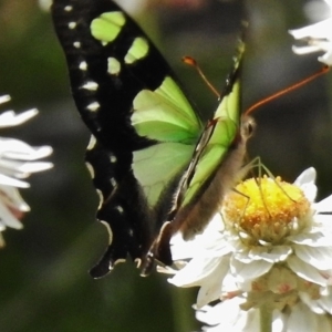 Graphium macleayanum at Cotter River, ACT - 21 Dec 2017