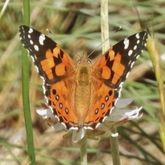 Vanessa kershawi (Australian Painted Lady) at Bimberi Nature Reserve - 21 Dec 2017 by JohnBundock