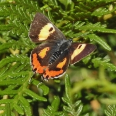 Pseudalmenus chlorinda (Silky Hairstreak) at suppressed - 20 Dec 2017 by JohnBundock