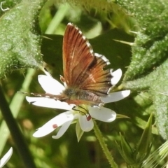 Neolucia agricola (Fringed Heath-blue) at Uriarra, NSW - 20 Dec 2017 by JohnBundock