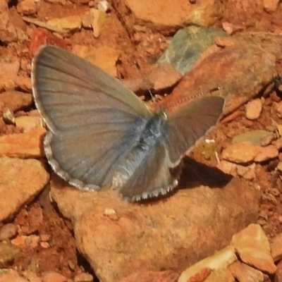 Zizina otis (Common Grass-Blue) at Uriarra, NSW - 20 Dec 2017 by JohnBundock