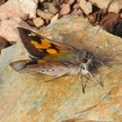 Trapezites phigalioides (Montane Ochre) at Cotter River, ACT - 20 Dec 2017 by JohnBundock