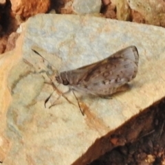 Trapezites phigalioides at Cotter River, ACT - 21 Dec 2017 08:49 AM