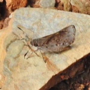 Trapezites phigalioides at Cotter River, ACT - 21 Dec 2017 08:49 AM