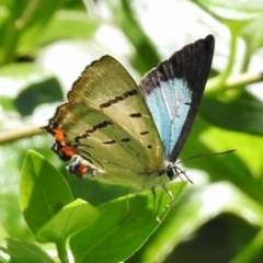 Jalmenus evagoras (Imperial Hairstreak) at Lower Cotter Catchment - 20 Dec 2017 by JohnBundock