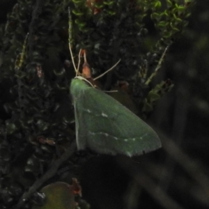 Euloxia hypsithrona at Cotter River, ACT - suppressed