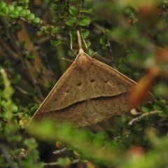 Epidesmia hypenaria (Long-nosed Epidesmia) at Bimberi Nature Reserve - 21 Dec 2017 by JohnBundock