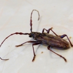 Pachydissus sp. (Pachydissus longhorn beetle) at Barragga Bay, NSW - 21 Dec 2017 by narelle