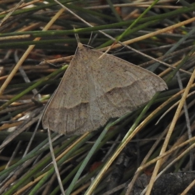 Epidesmia hypenaria (Long-nosed Epidesmia) at Cotter River, ACT - 21 Dec 2017 by JohnBundock