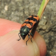 Castiarina crenata at Bonython, ACT - 19 Dec 2017 09:30 PM