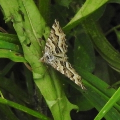 Chrysolarentia rhynchota at Namadgi National Park - 21 Dec 2017 02:23 PM