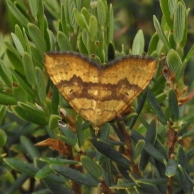 Chrysolarentia correlata (Yellow Carpet) at Bimberi Nature Reserve - 21 Dec 2017 by JohnBundock