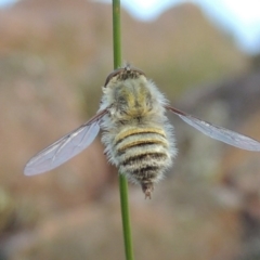 Trichopsidea oestracea (Tangle-vein fly) at Conder, ACT - 16 Dec 2017 by MichaelBedingfield