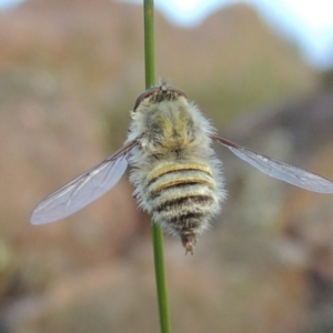 Trichopsidea oestracea at Conder, ACT - 16 Dec 2017