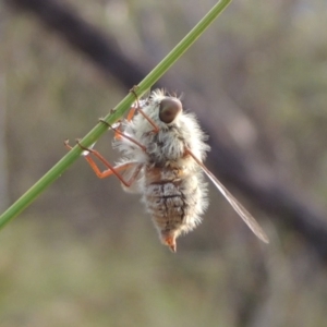 Trichopsidea oestracea at Conder, ACT - 16 Dec 2017