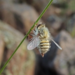 Trichopsidea oestracea at Conder, ACT - 16 Dec 2017