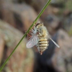 Trichopsidea oestracea at Conder, ACT - 16 Dec 2017