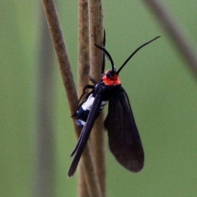 Hestiochora furcata (A zygaenid moth) at Mount Clear, ACT - 10 Dec 2017 by HarveyPerkins