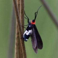 Hestiochora furcata at Mount Clear, ACT - 10 Dec 2017