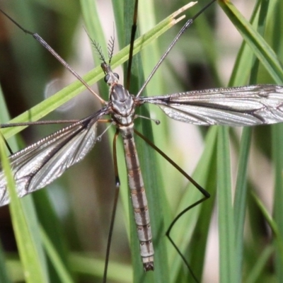 Tipulidae sp. (family) (Unidentified Crane Fly) at Mount Clear, ACT - 10 Dec 2017 by HarveyPerkins