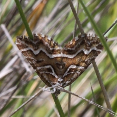 Melitulias graphicata (Mask Carpet) at Mount Clear, ACT - 10 Dec 2017 by HarveyPerkins