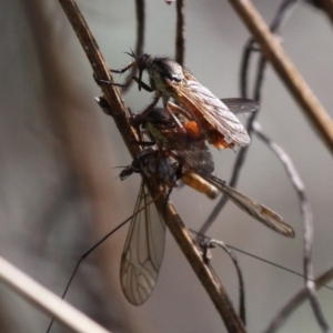 Empididae sp. (family) at Paddys River, ACT - 3 Dec 2017