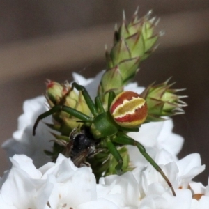 Australomisidia rosea at Tharwa, ACT - 3 Dec 2017