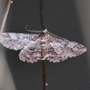 Cleora displicata at Paddys River, ACT - 3 Dec 2017 03:16 PM