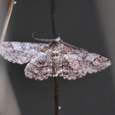 Cleora displicata (A Cleora Bark Moth) at Paddys River, ACT - 3 Dec 2017 by HarveyPerkins