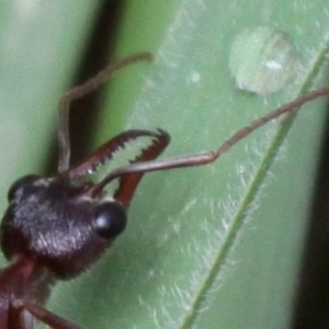 Myrmecia sp. (genus) at Paddys River, ACT - 3 Dec 2017