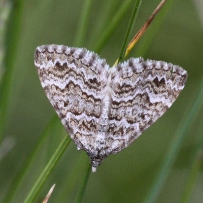 Chrysolarentia argocyma (White-waved Carpet) at Mount Clear, ACT - 10 Dec 2017 by HarveyPerkins