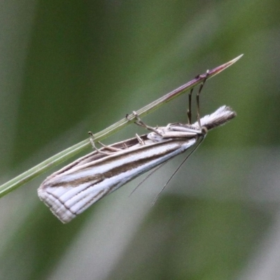 Hednota species near grammellus (Pyralid or snout moth) at Mount Clear, ACT - 10 Dec 2017 by HarveyPerkins