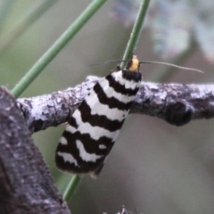 Technitis amoenana (A tortrix or leafroller moth) at Booth, ACT - 10 Dec 2017 by HarveyPerkins