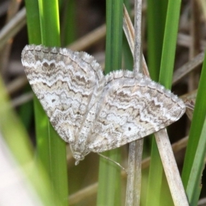 Chrysolarentia (genus) at Namadgi National Park - 10 Dec 2017