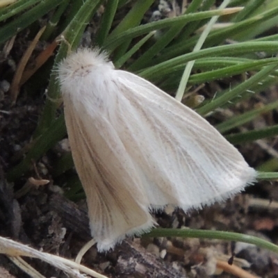 Acrapex exsanguis (A noctuid moth) at Conder, ACT - 16 Dec 2017 by michaelb