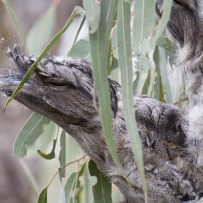 Podargus strigoides (Tawny Frogmouth) at Michelago, NSW - 13 Jan 2013 by Illilanga