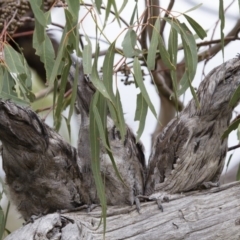 Podargus strigoides at Michelago, NSW - 14 Jan 2013 09:10 AM