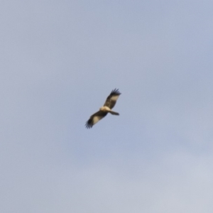 Haliastur sphenurus at Michelago, NSW - 4 Jun 2014