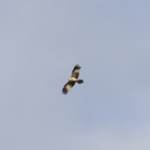 Haliastur sphenurus at Michelago, NSW - 4 Jun 2014