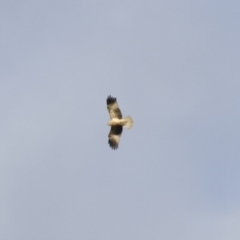 Haliastur sphenurus at Michelago, NSW - 4 Jun 2014