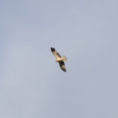 Haliastur sphenurus at Michelago, NSW - 4 Jun 2014