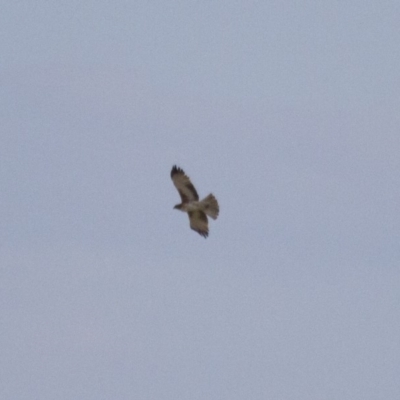 Hieraaetus morphnoides (Little Eagle) at Michelago, NSW - 7 Jan 2015 by Illilanga