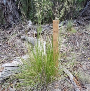 Poa helmsii at Tennent, ACT - 22 Dec 2017